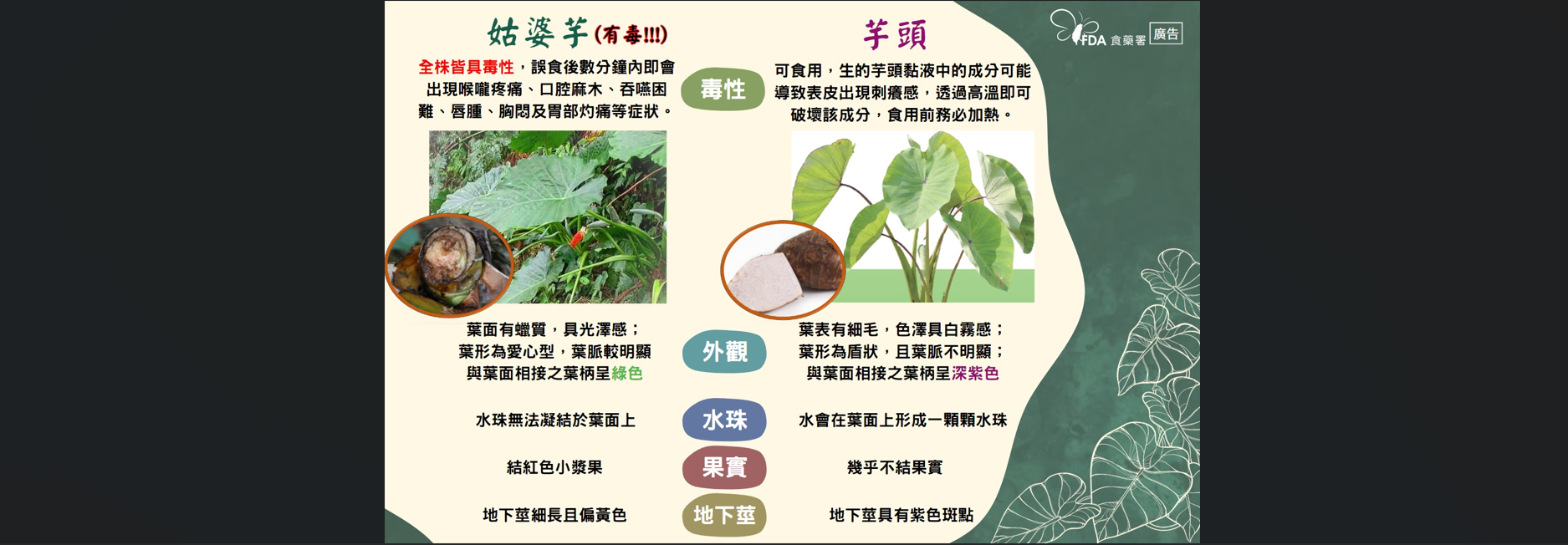 姑婆芋